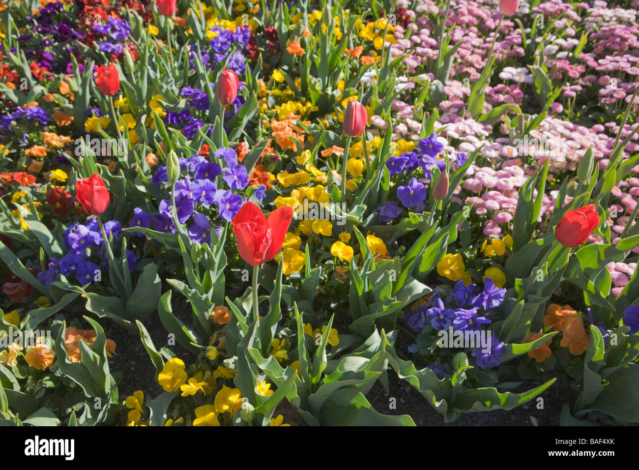 Flowers detail, Commonwealth park, Canberra, Australian Capital