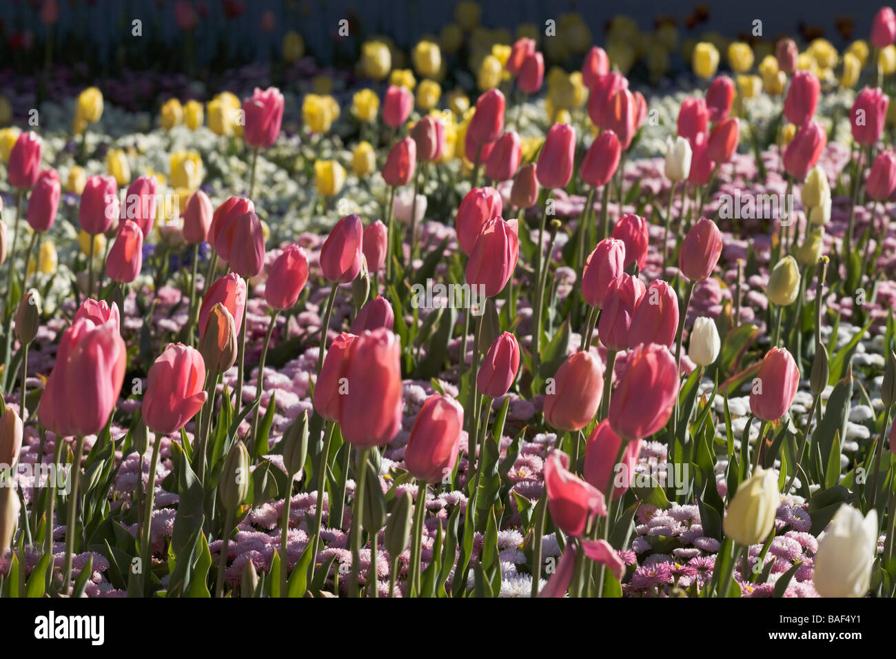 Flowers detail, Commonwealth park, Canberra, Australian Capital