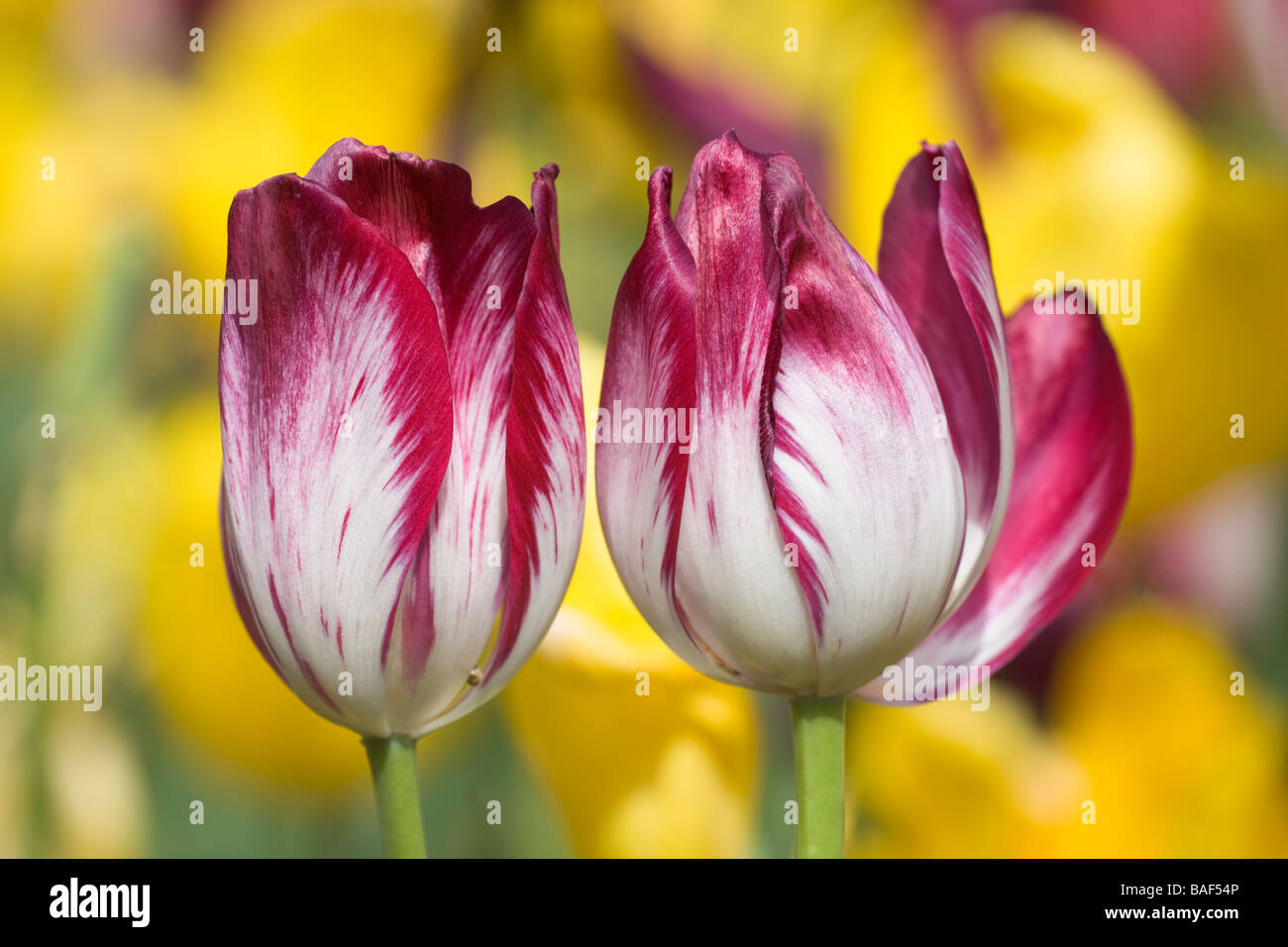 Burgundy white variegated tulip flowers detail Stock Photo