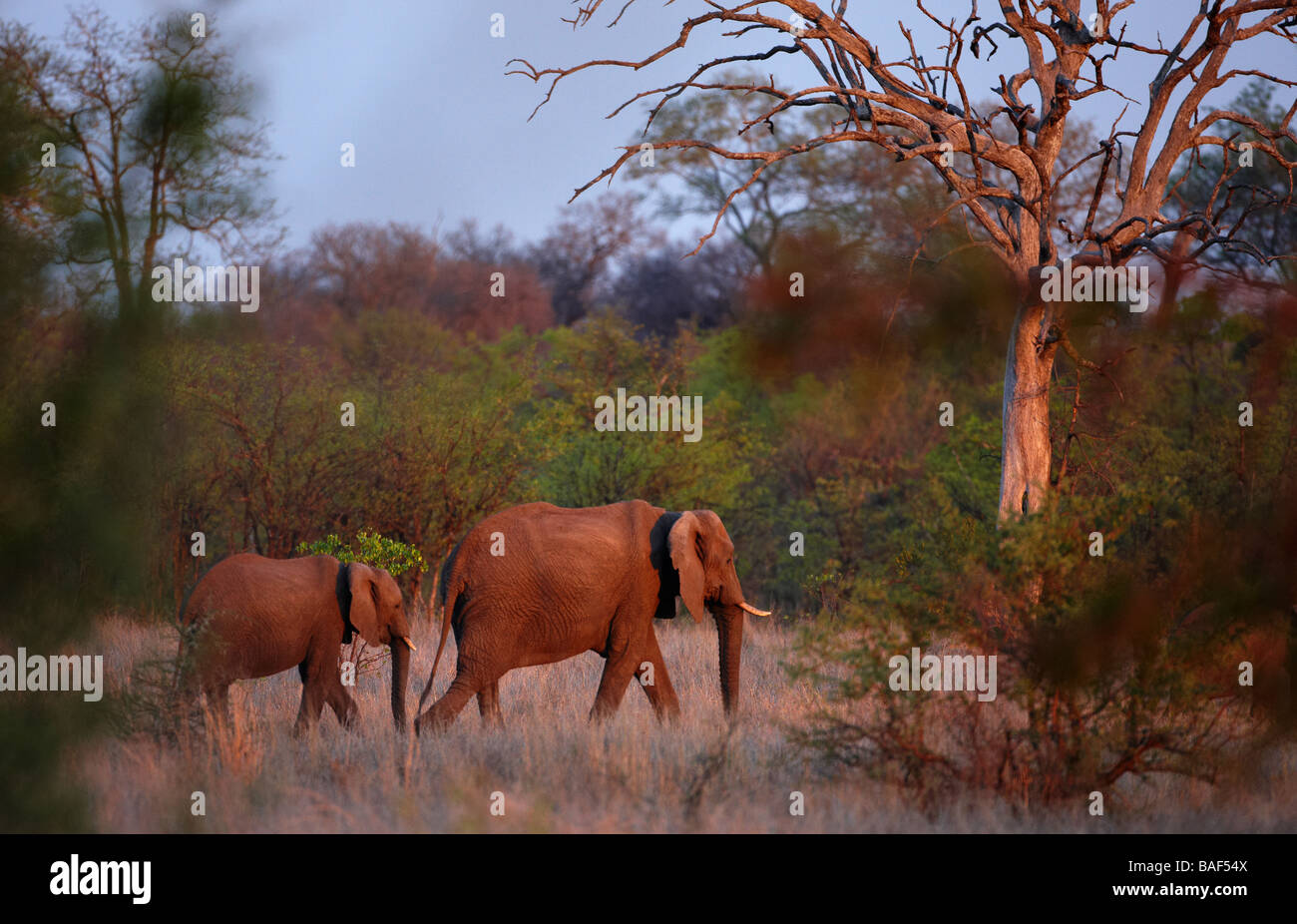 an African elephant with young in the bush at dusk, Kruger National Park, South Africa Stock Photo