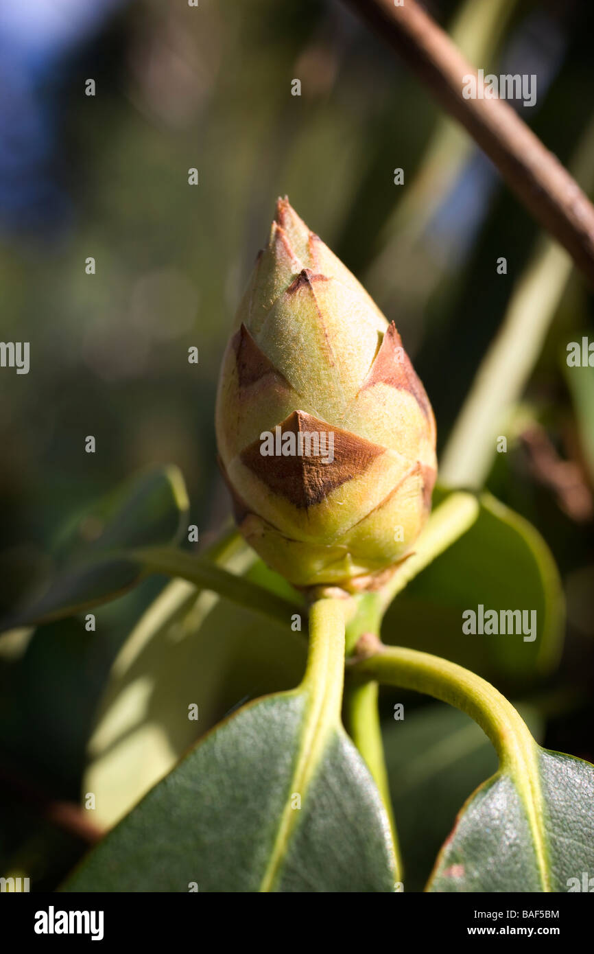 bud,rhododendron,flower,plant,flora,spring,bursting Stock Photo Alamy