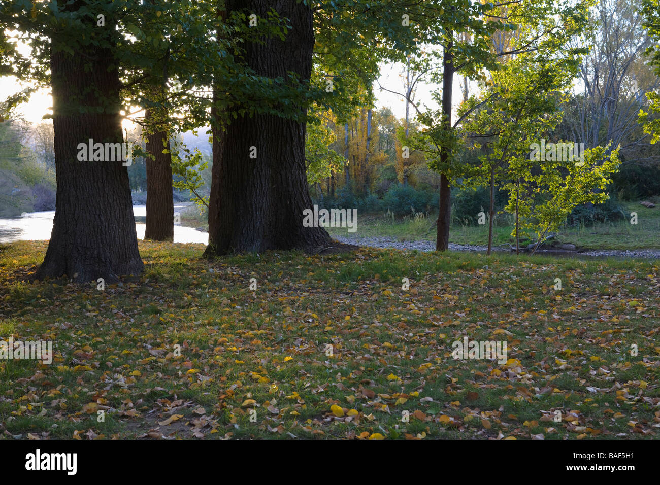 Old trees on the shores of Tumut river, Tumut, New South Wales, Australia Stock Photo