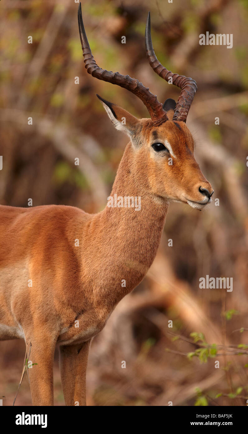 a bull impala, Kruger National Park, South Africa Stock Photo