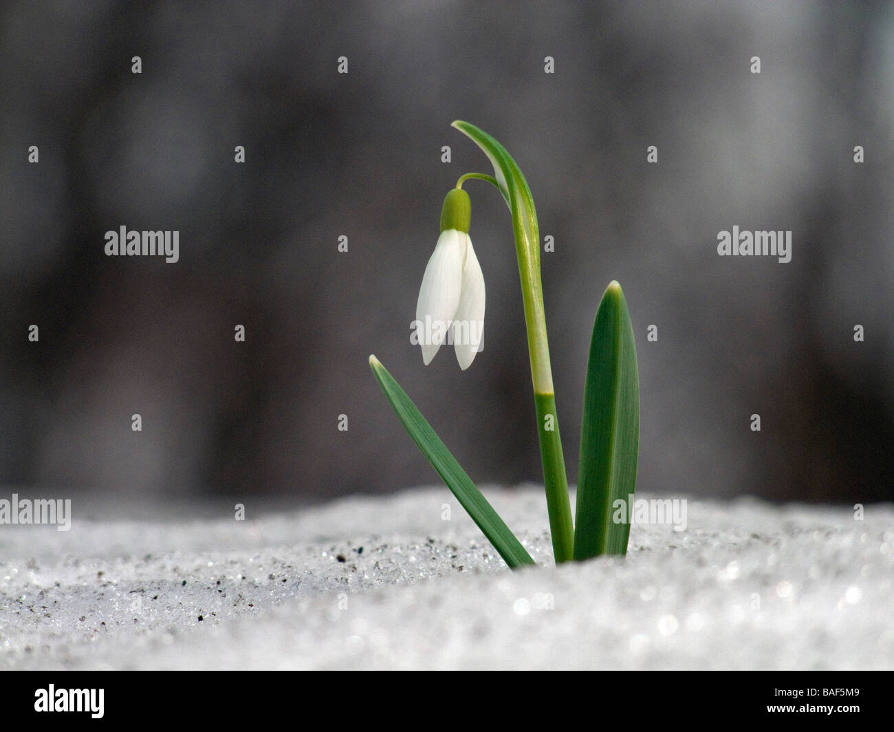 Common snowdrop ( Galanthus nivalis ) in snow Stock Photo