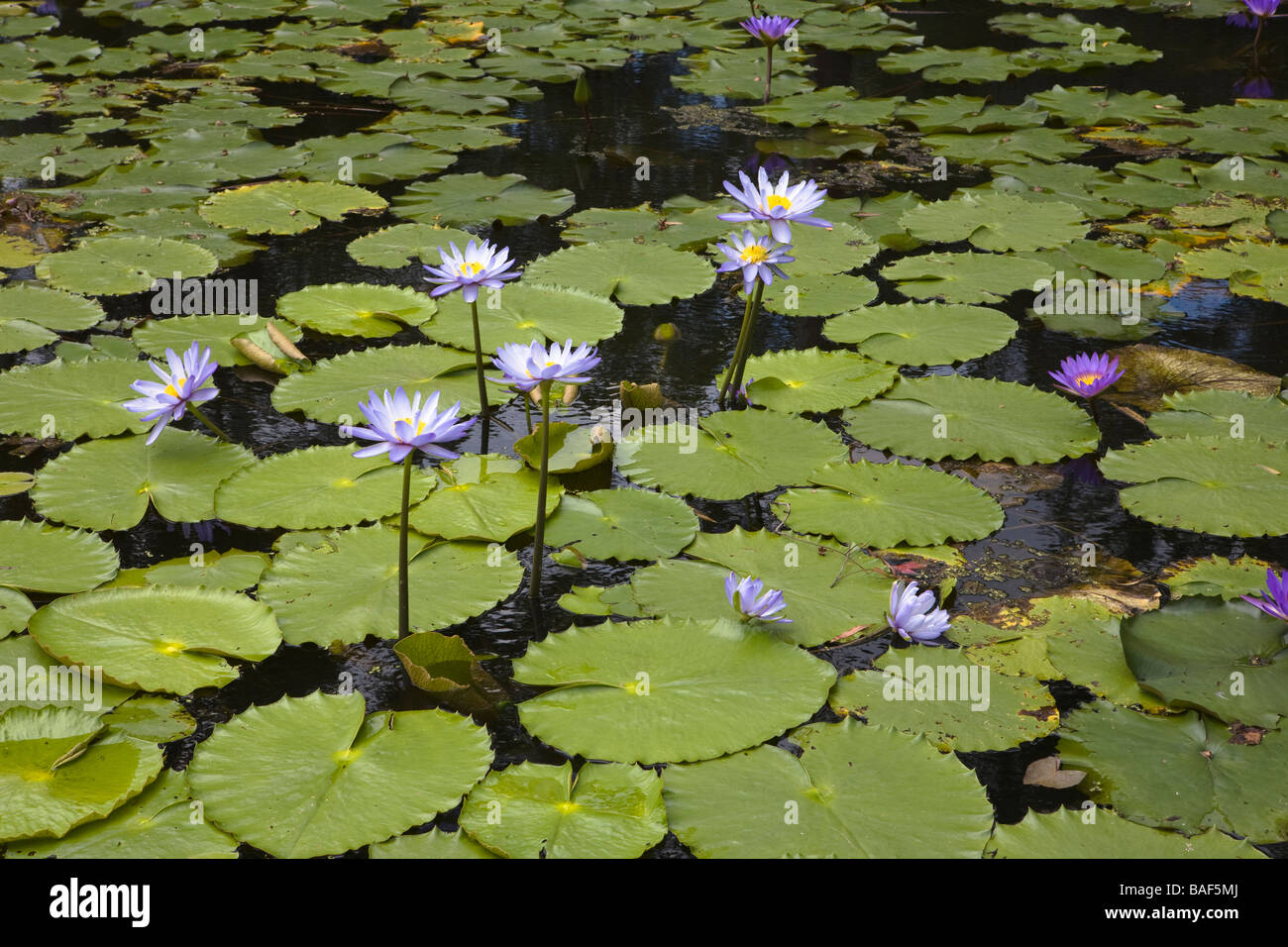 Water lilies, Japanese Gardens, Brisbane, Queensland, Australia Stock