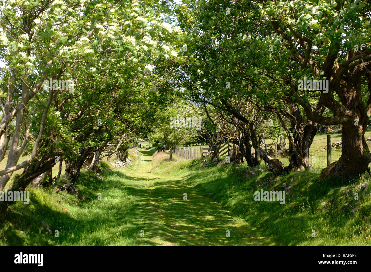 A tree lined green lane ancient right of way on the Stiperstones Hills