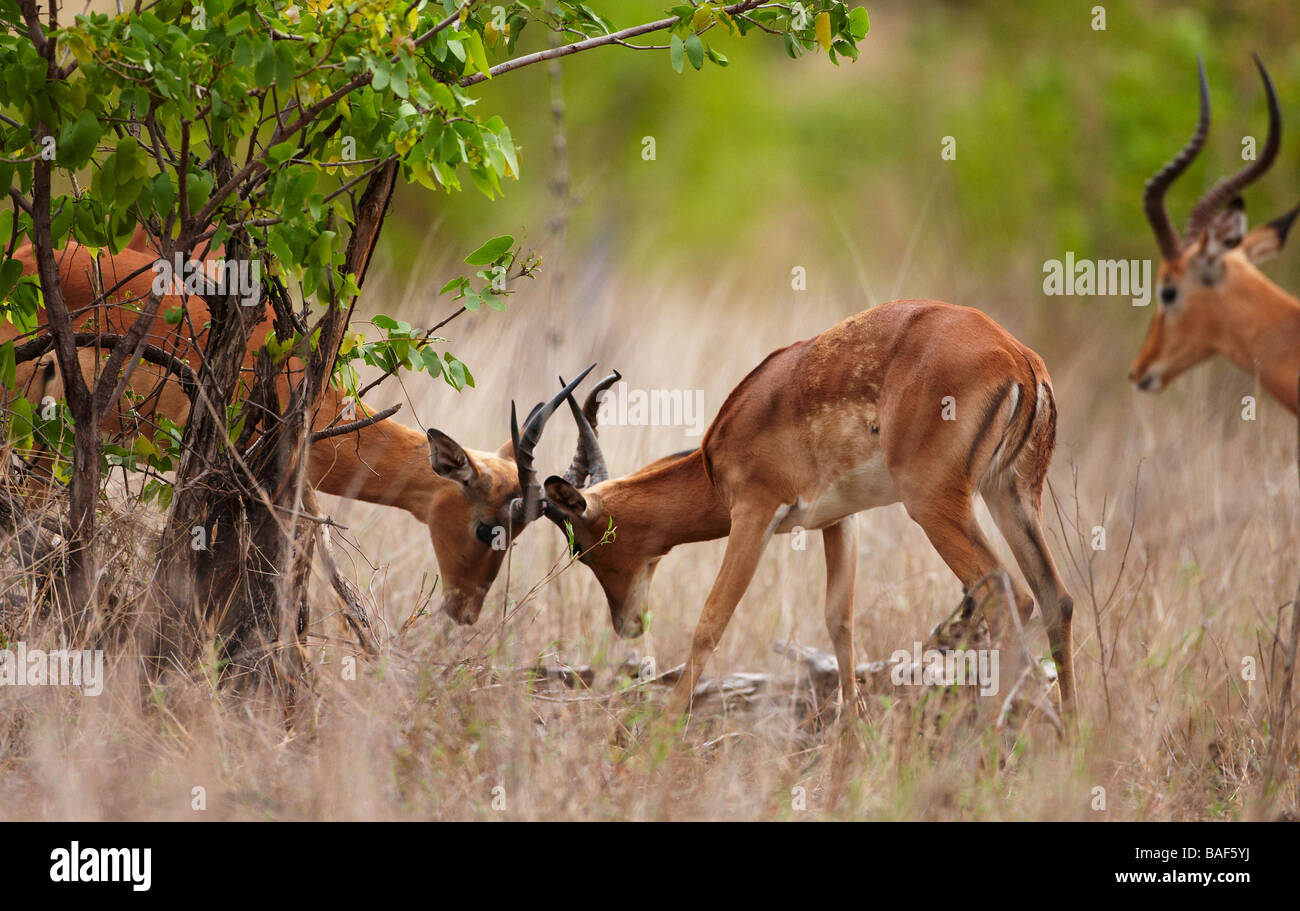 young impala rams sparing, Kruger National Park, South Africa Stock Photo