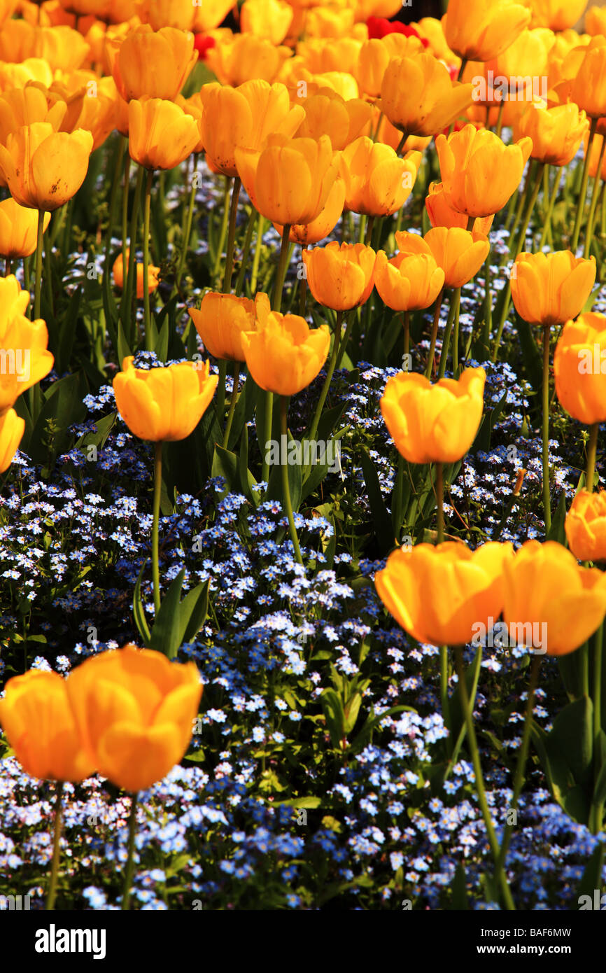 Bright yellow tulips in spring sunshine Stock Photo - Alamy