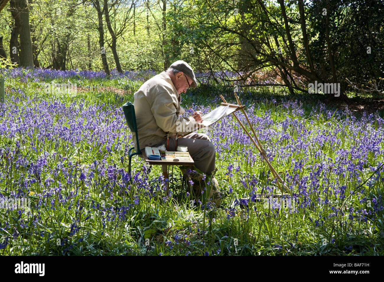 AN ELDERLY MAN SITS AND PAINTS AT Hillhouse Wood at West Bergholt, near Colchester, Essex, full of Bluebells in the Spring Stock Photo