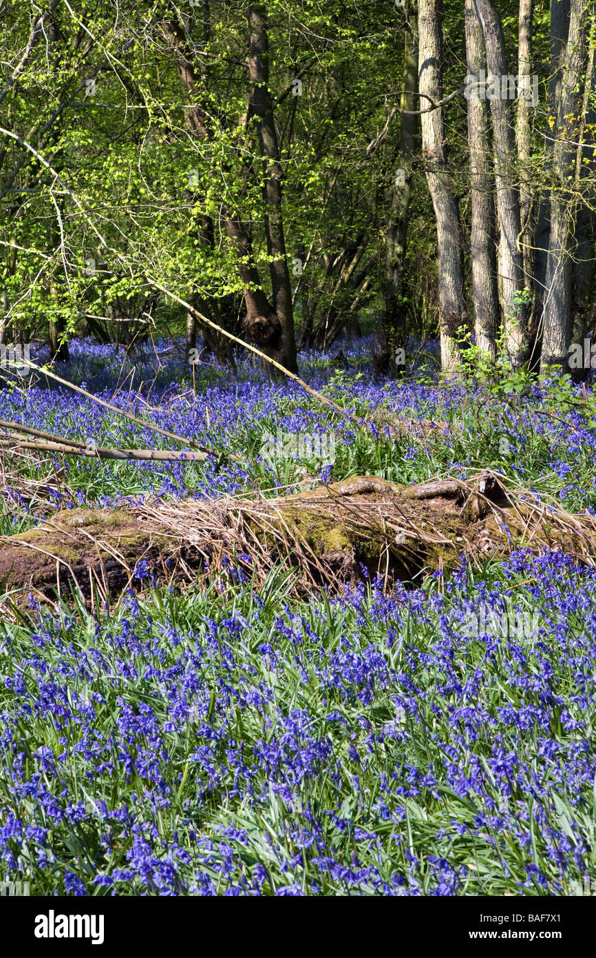 Hillhouse Wood at West Bergholt, near Colchester, Essex, full of Bluebells in the Spring Stock Photo