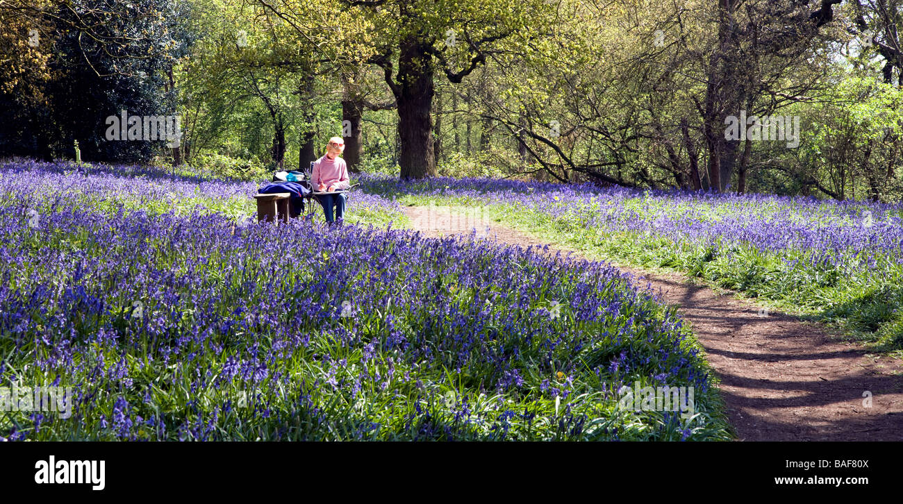 Hillhouse Wood at West Bergholt, near Colchester, Essex, which is full