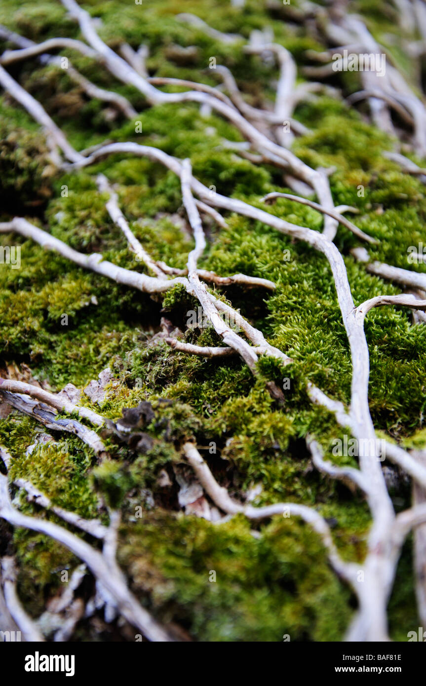 Dead ivy branches, grown over moss Stock Photo