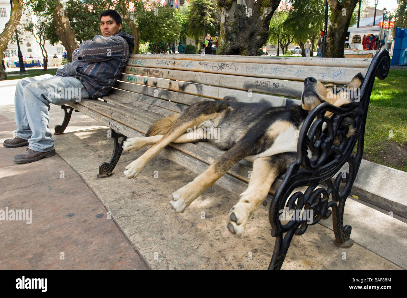 Sleeping Dog on a park bench in the Central Square or Plaza Governer Benjamin Munoz Gamero. Punta Arenas, Chile. Stock Photo
