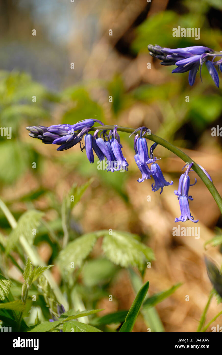 British Bluebell Stock Photo