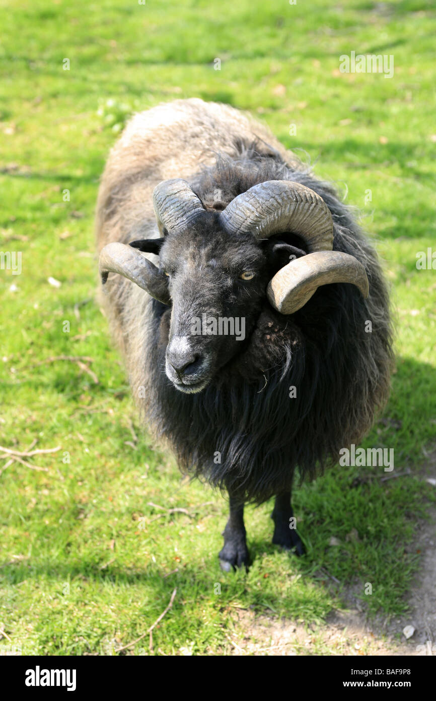 A Ram - Wooly sheep with horns Stock Photo - Alamy
