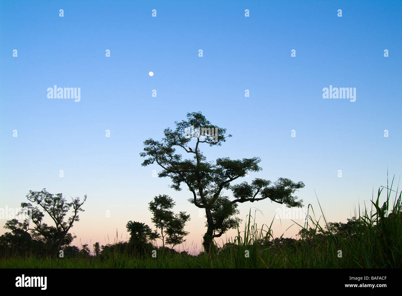 Cotton tree Bombax ceiba at sunset moon in the sky Kaziranga National Park India Stock Photo