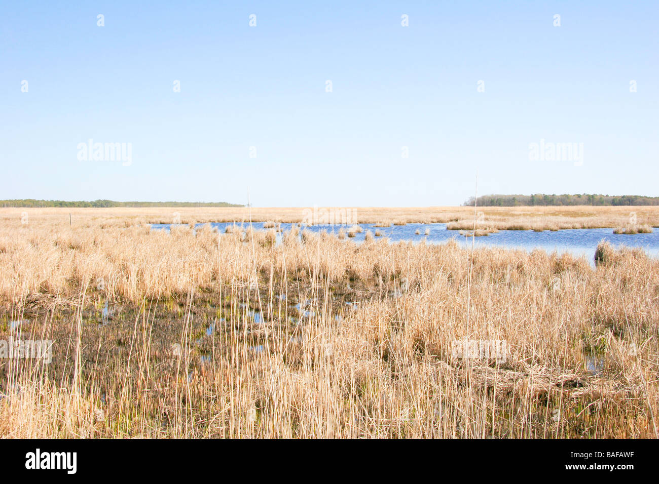 Dorchester Marsh by the Transquaking River Stock Photo