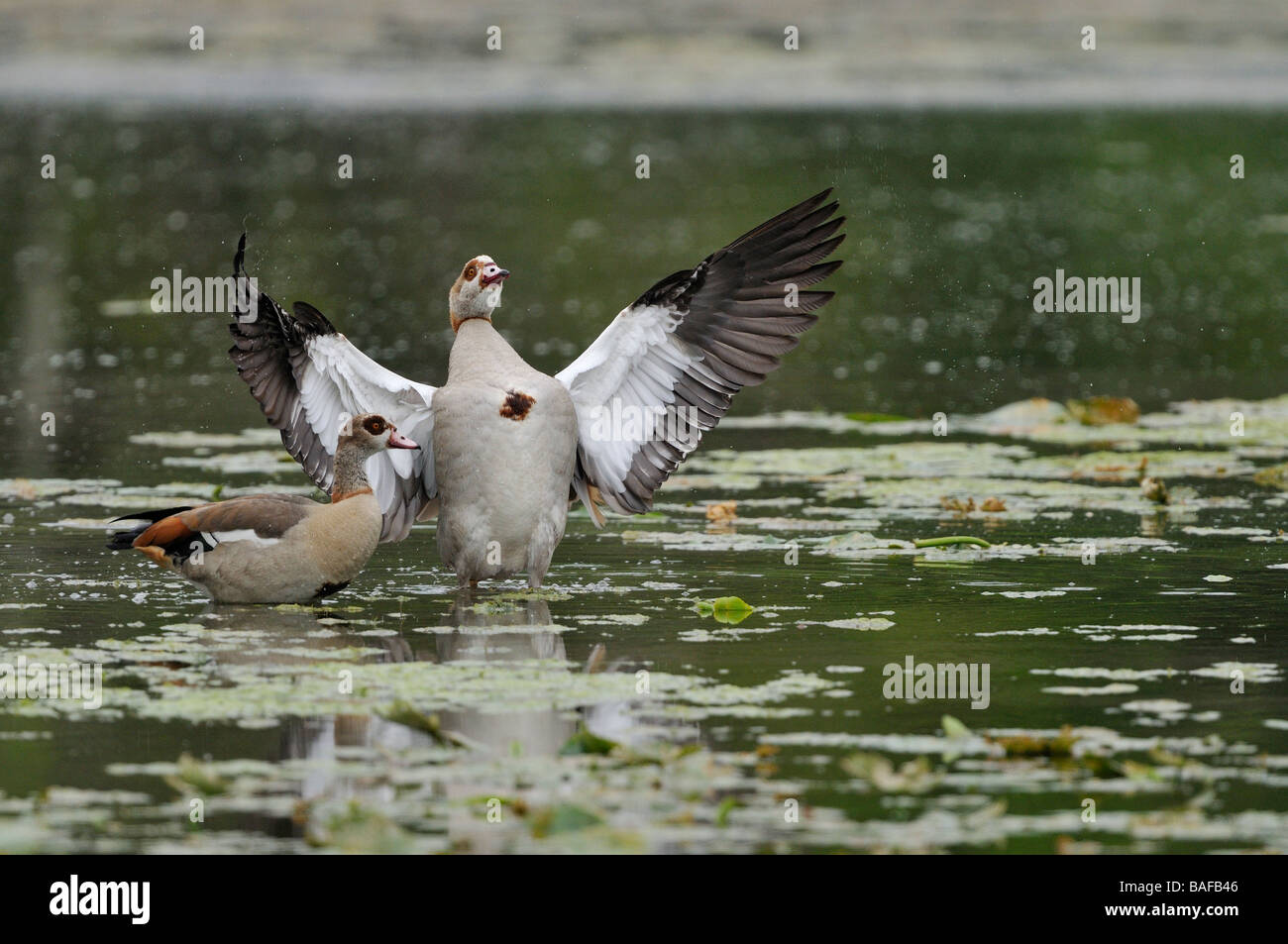 Exotic geese hi-res stock photography and images - Alamy