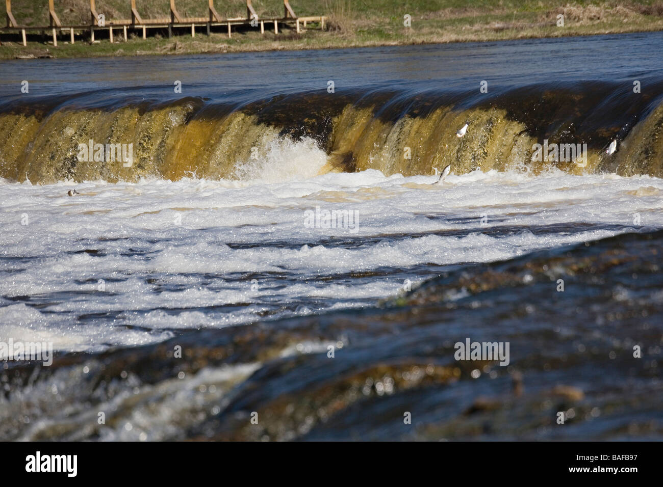 Jumping vimba fish at spawning time over Ventas Rumba waterfalls in Kuldiga city Kurzeme Latvia Stock Photo