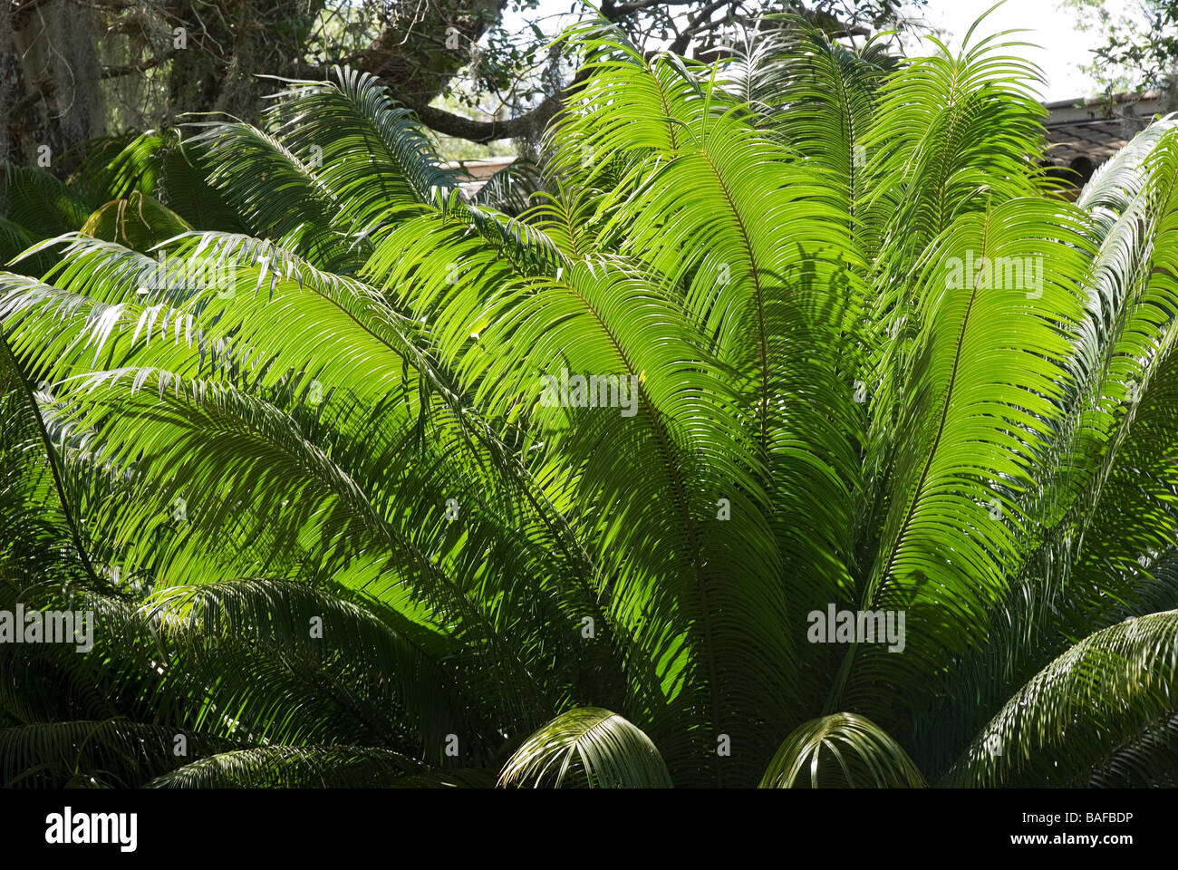 Bok Tower Gardens National Historic Landmark Lake Wales Florida Queen sago palm Cycas circinalis a cycad Stock Photo