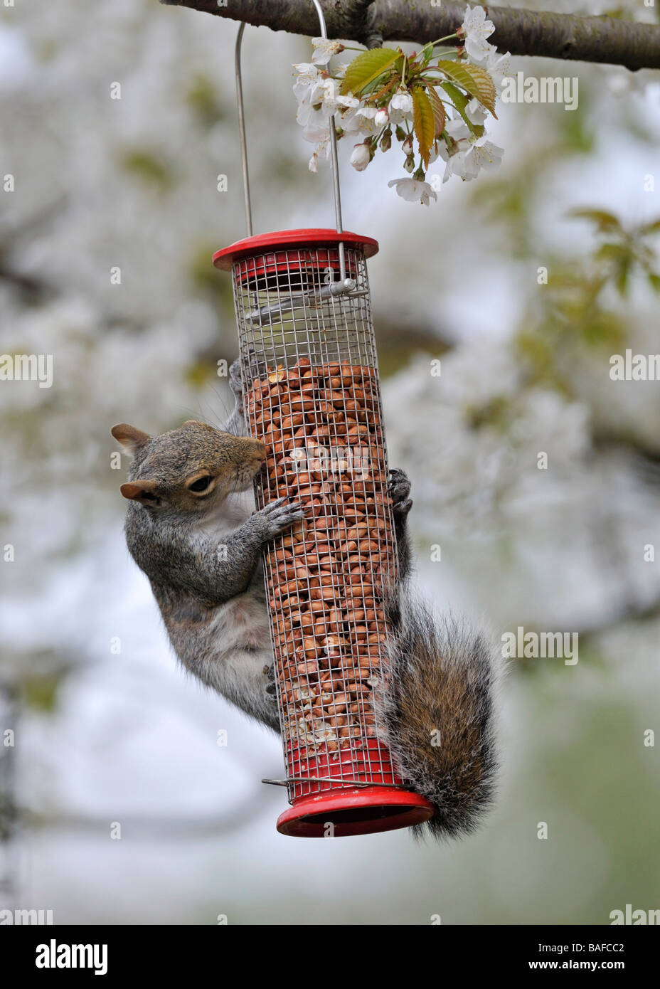 Grey Squirrel (Sciurus carolinensis) on garden bird peanut feeder. Stock Photo