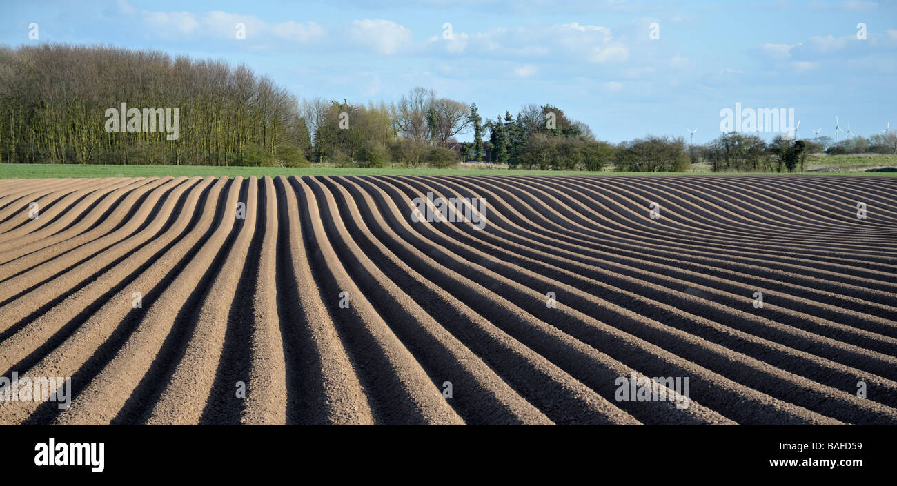 Potato Ridges patterns lines after planting . Stock Photo