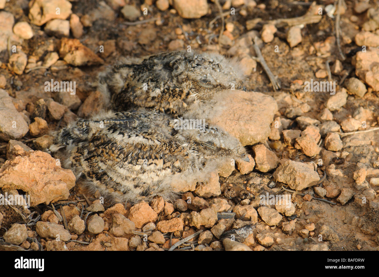 Two chicks of Res Necked Nightjar at nest Spain Stock Photo