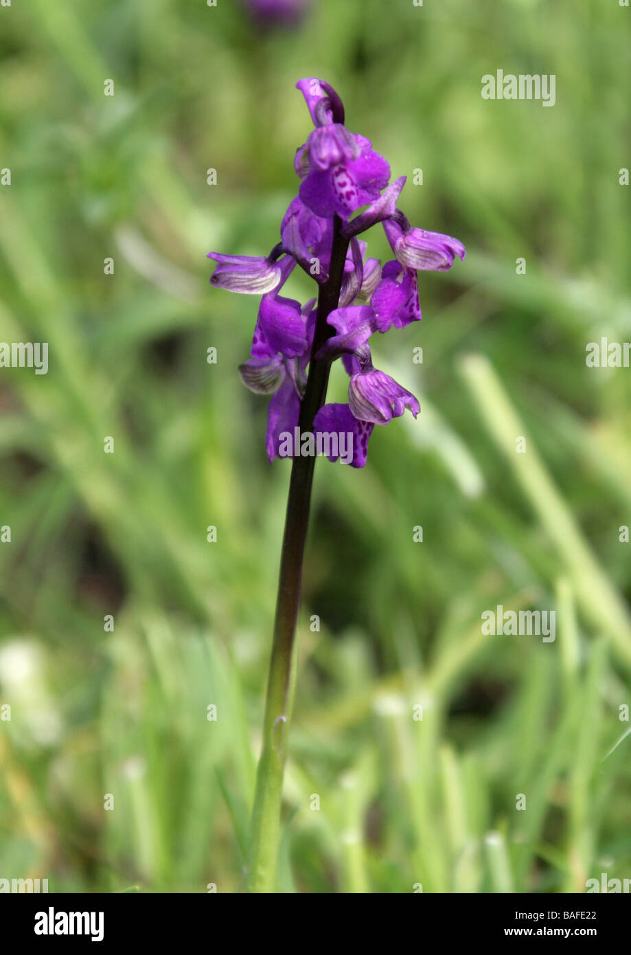 Green-winged Orchid or Green-veined Orchid, Anacamptis morio, Orchidaceae. UK Stock Photo