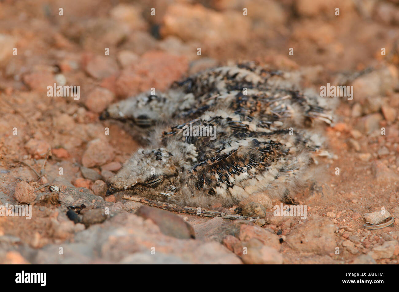 Two chicks of Res Necked Nightjar at nest Spain Stock Photo