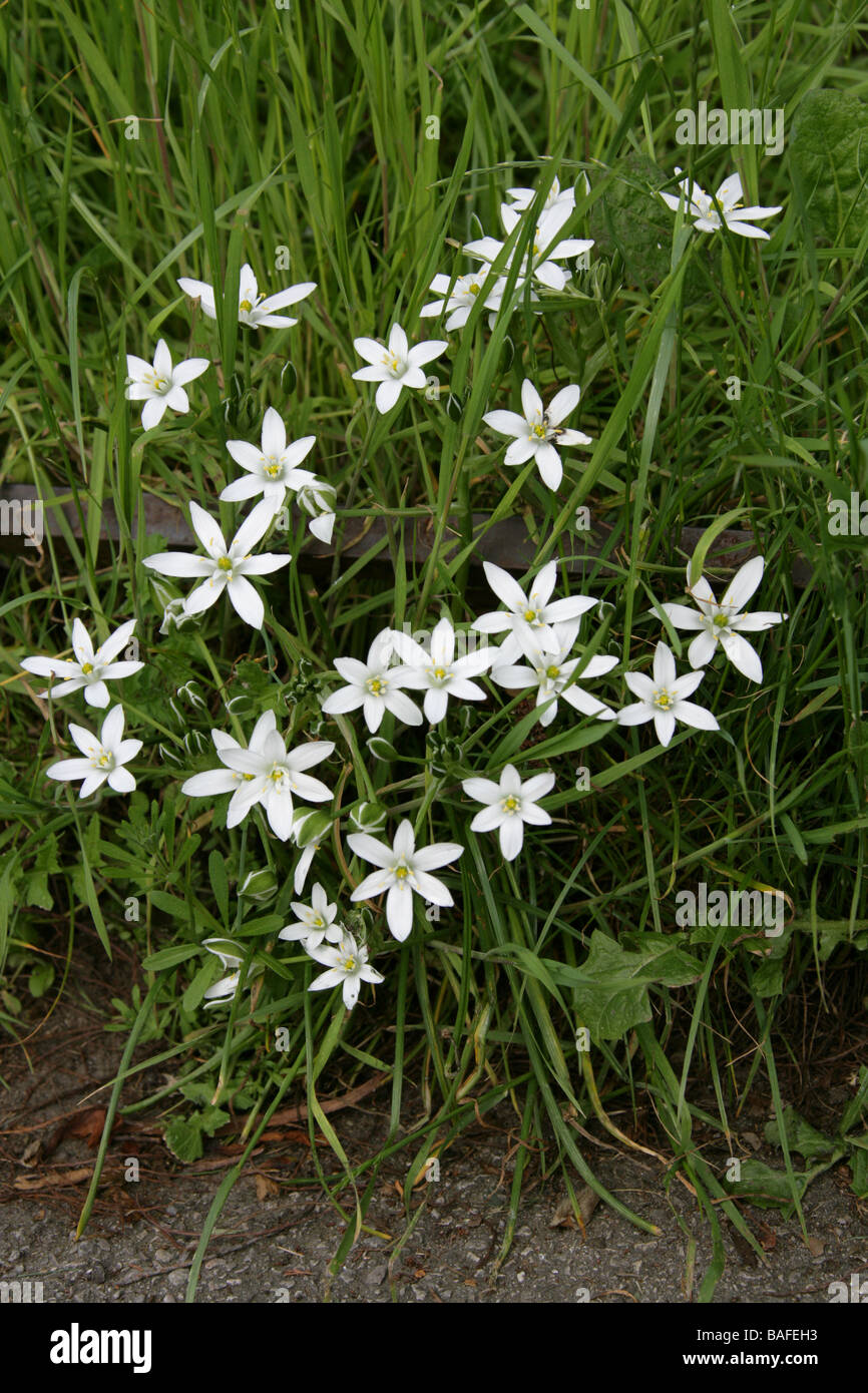 Common Star of Bethlehem, Ornithogalum umbellatum Hyacinthaceae, UK British wild flower Stock Photo