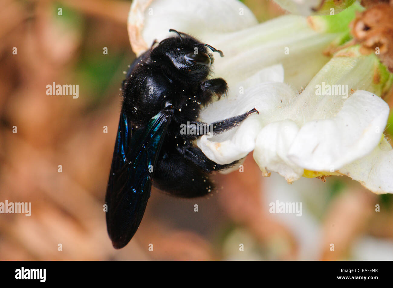 The Carpenter Bee Xylocopa violacea is the largest Hymenopteran in Spain Stock Photo