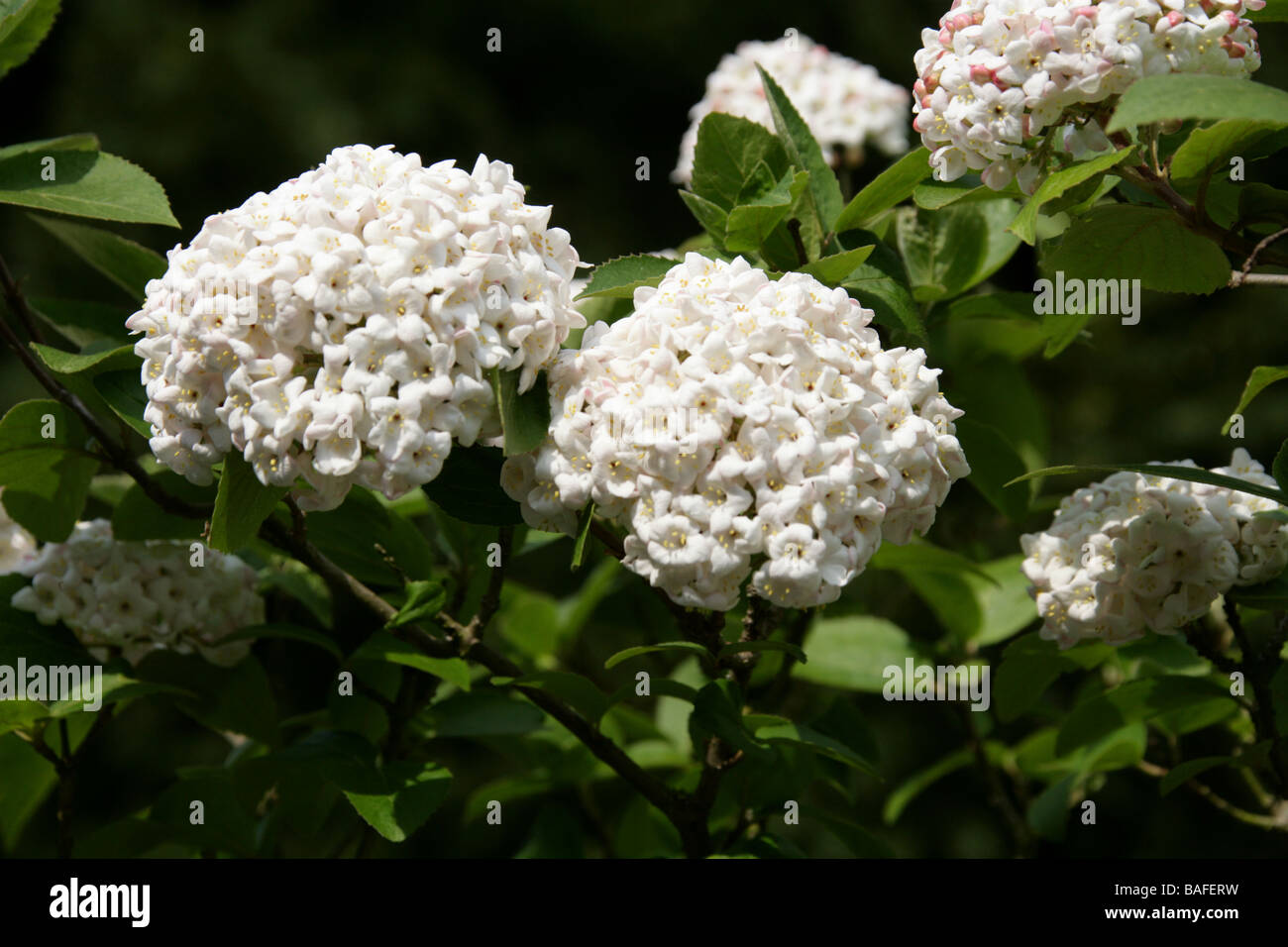Cayuga Viburnum aka Fragrant Snowball, Viburnum carlcephalum, Adoxaceae. Asia Stock Photo