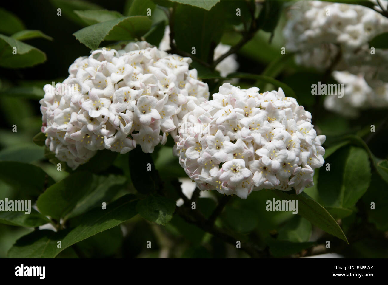 Cayuga Viburnum aka Fragrant Snowball, Viburnum carlcephalum, Adoxaceae. Asia Stock Photo