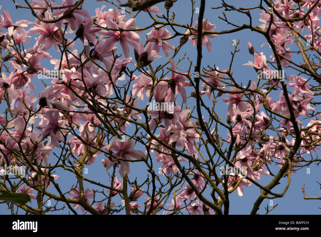 Pink Magnolia - Magnolia Dawsoniana Magnoliacea - blossom, 'Bath Spa' UK Stock Photo