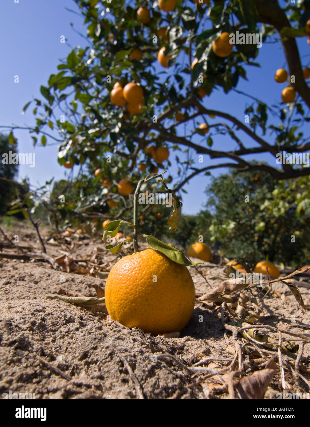 Orange groves at Lake Wales, Florida. Stock Photo