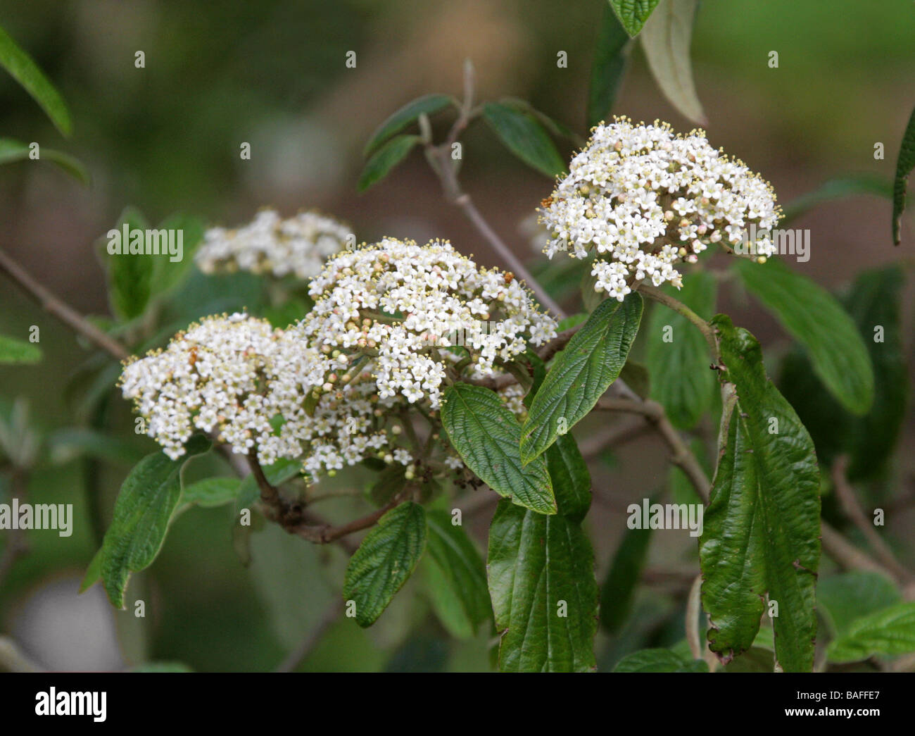Leatherleaf Viburnum, Viburnum rhytidophyllum, Adoxaceae Stock Photo