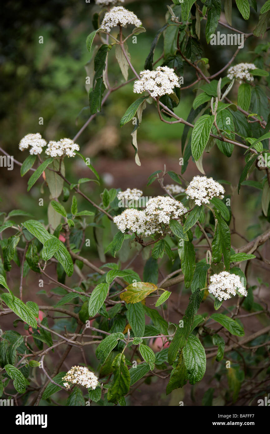 Leatherleaf Viburnum, Viburnum rhytidophyllum, Adoxaceae Stock Photo