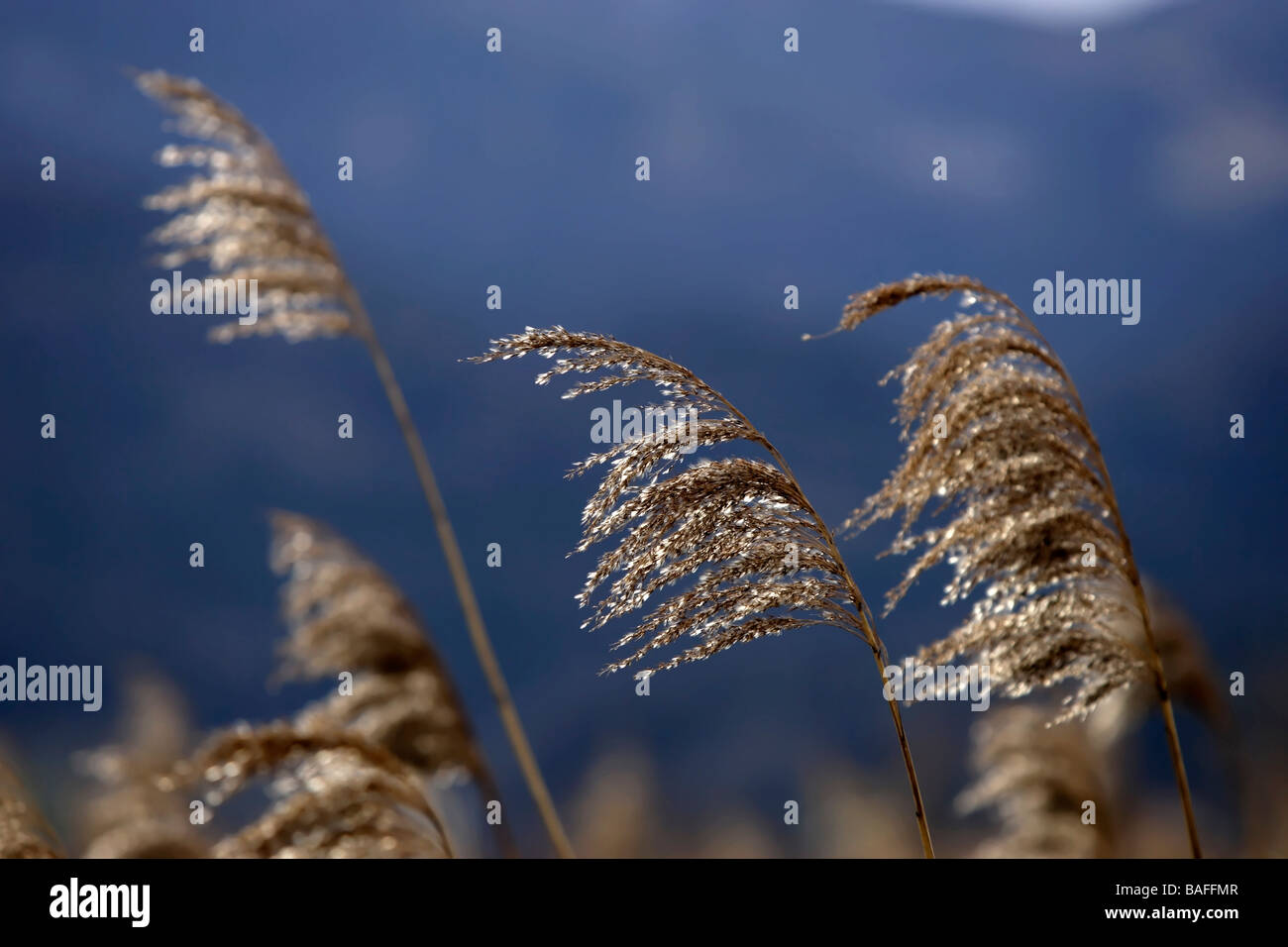 Reed Grass Stock Photo