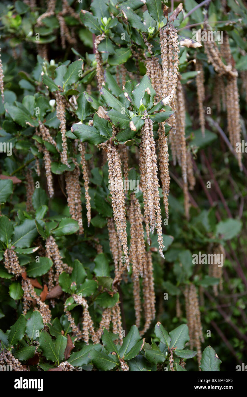 Coast Silktassel aka Silk Tassel Bush or Wavyleaf Silktassel, Garrya