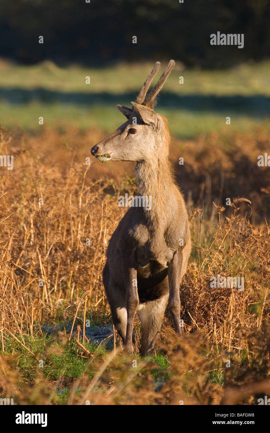 Red Deer (Cervus elaphus) in the English countryside in autumn Stock Photo
