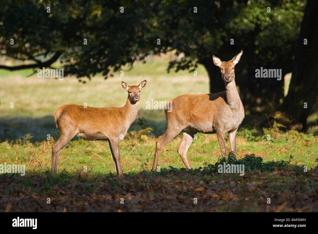 Red Deer (Cervus elaphus) Hind with young in Autumn in the English countryside Stock Photo