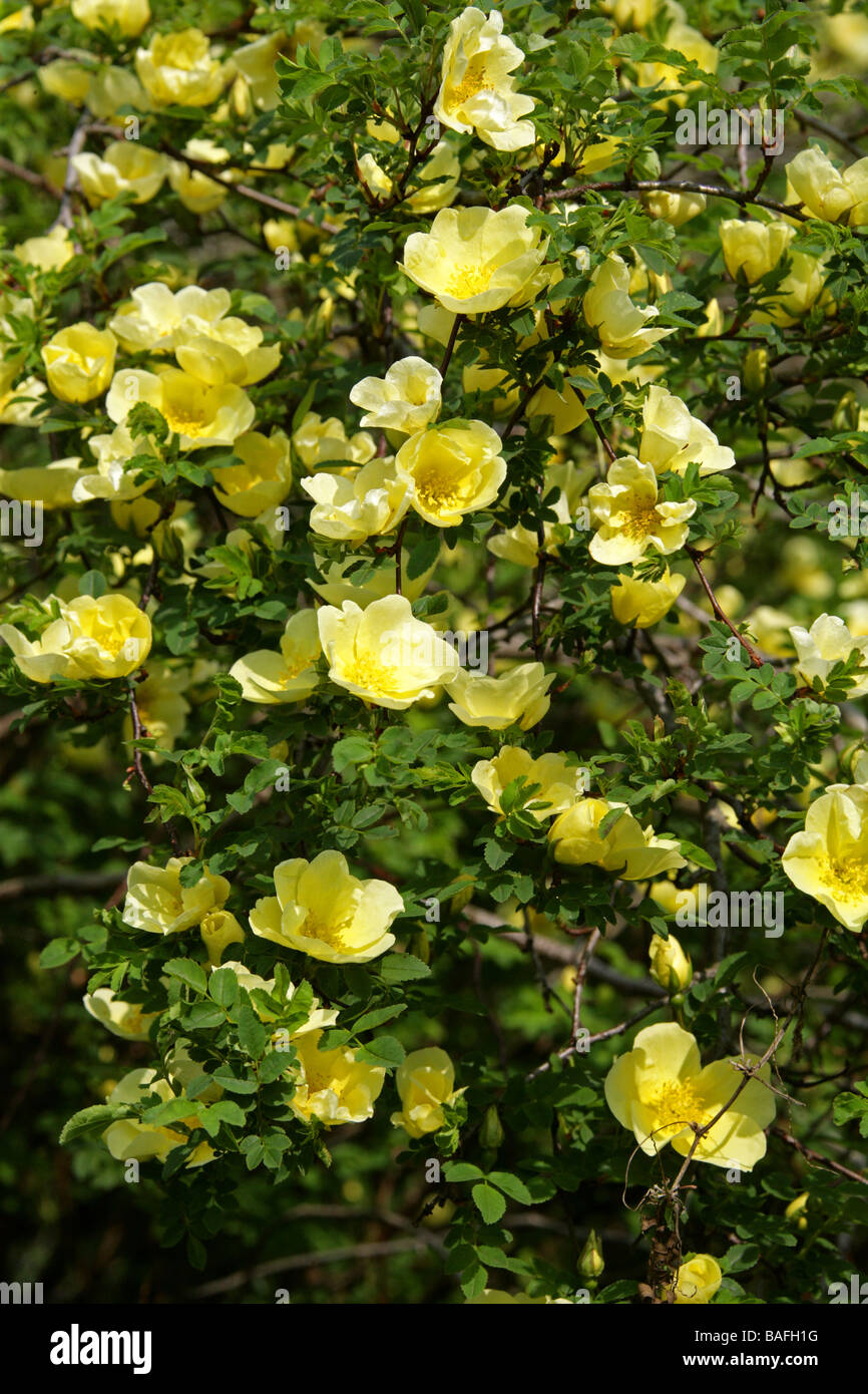 Father Hugo's Rose or Golden Rose of China, Rosa hugonis, Rosaceae, South and Central China Stock Photo