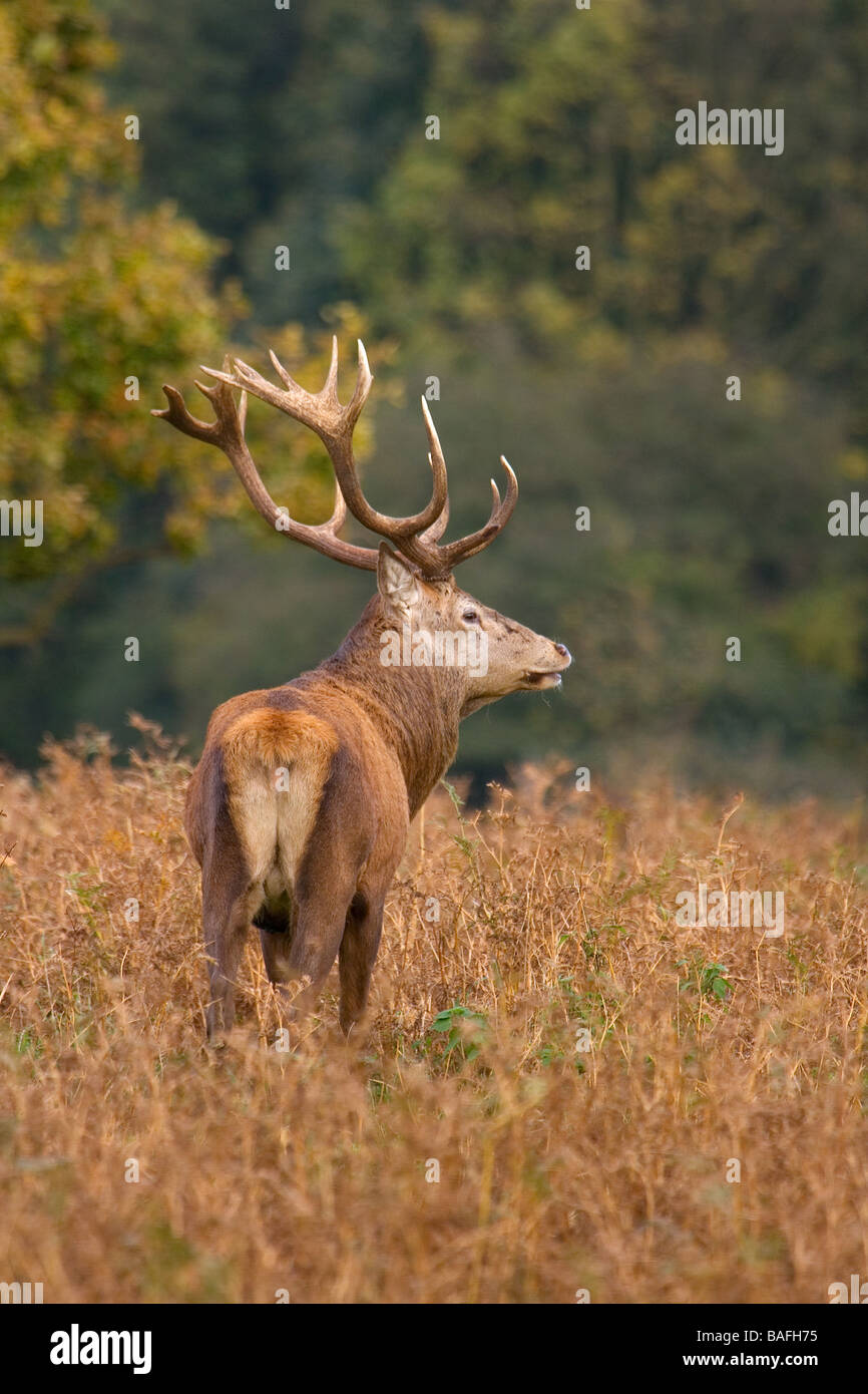 Red Deer (Cervus elaphus) in the English countryside in autumn Stock Photo
