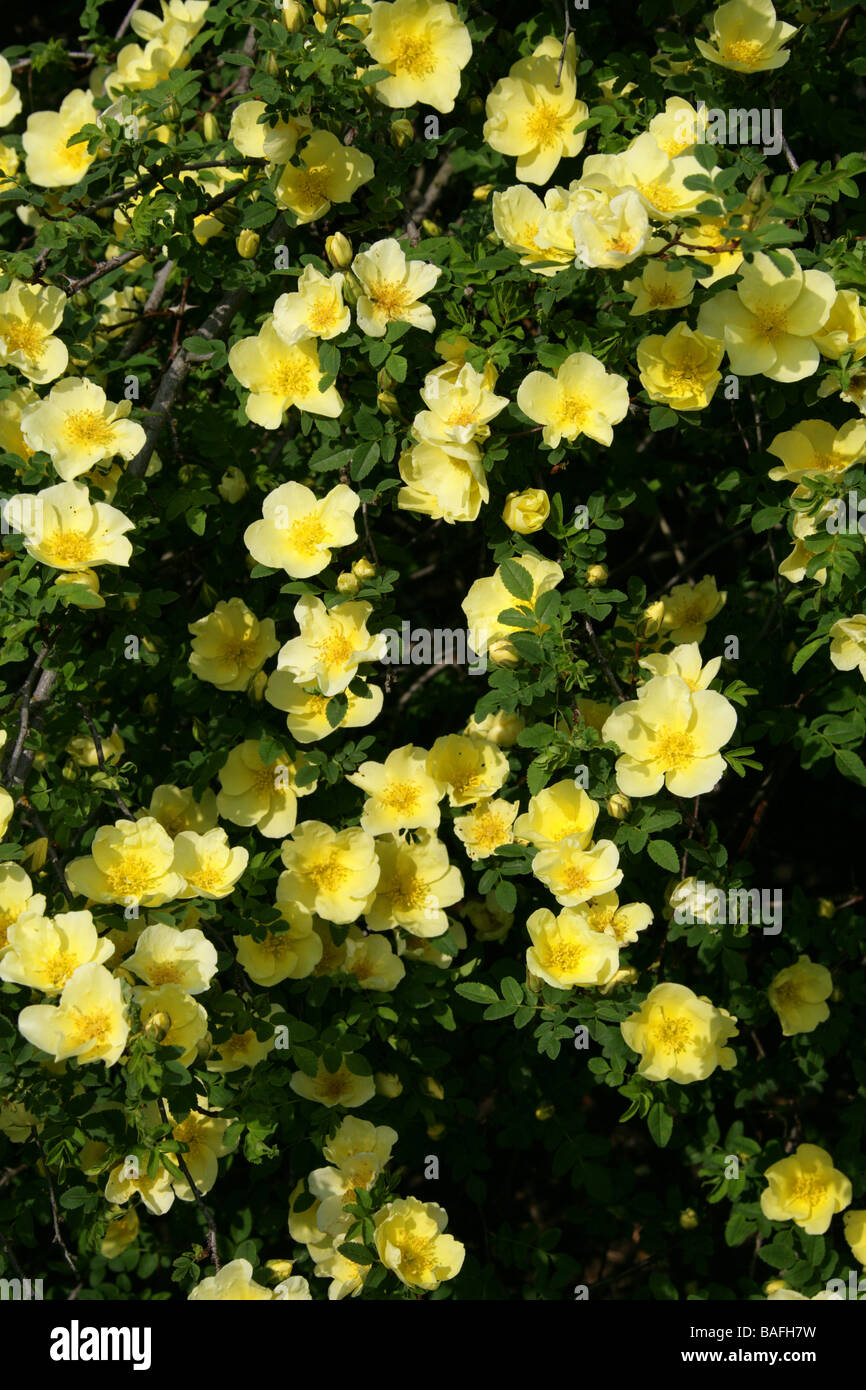 Father Hugo's Rose or Golden Rose of China, Rosa hugonis, Rosaceae, South and Central China Stock Photo