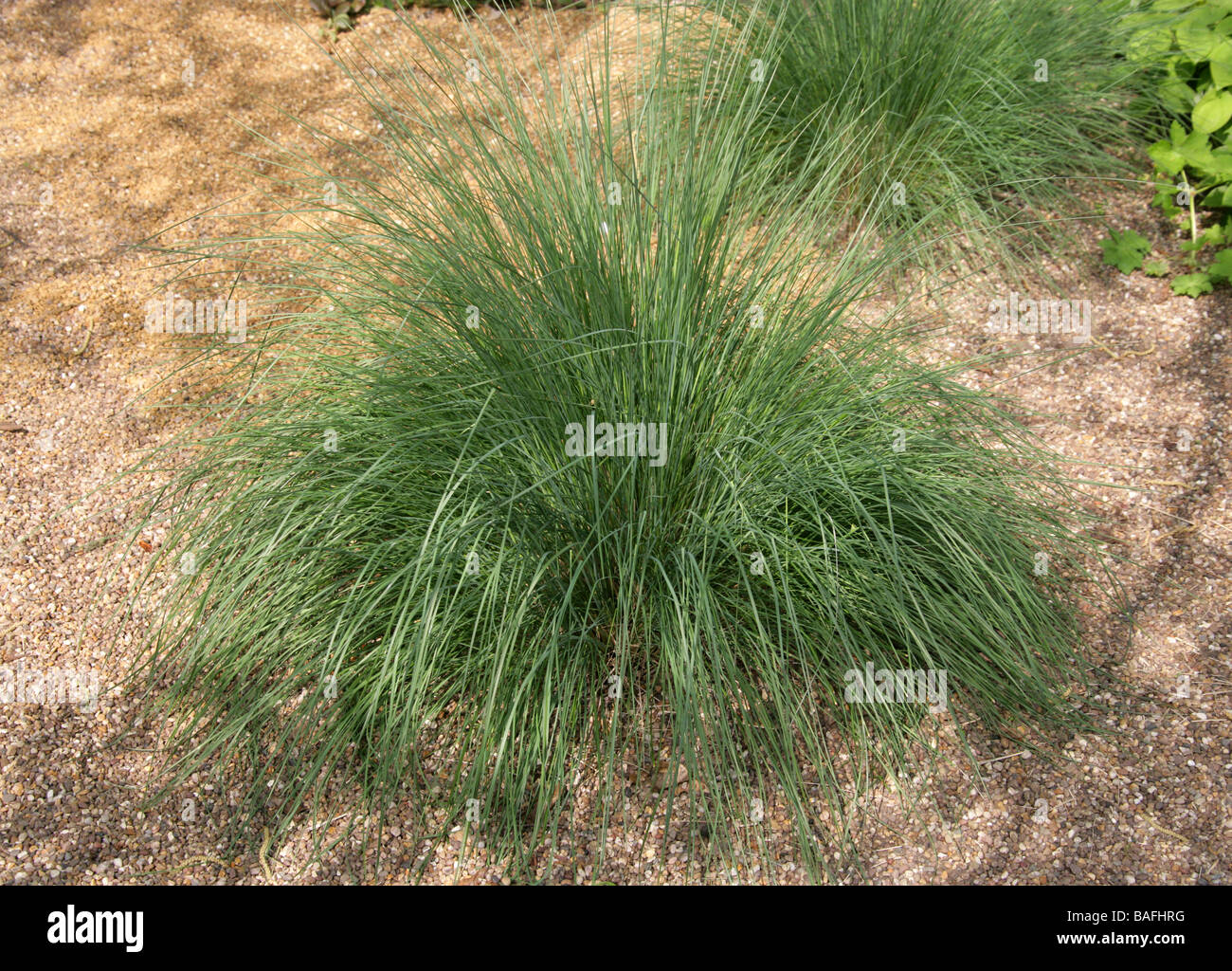 Large or Common Tussock Grass, Poa labillardieri, Poaceae, Australia Stock Photo