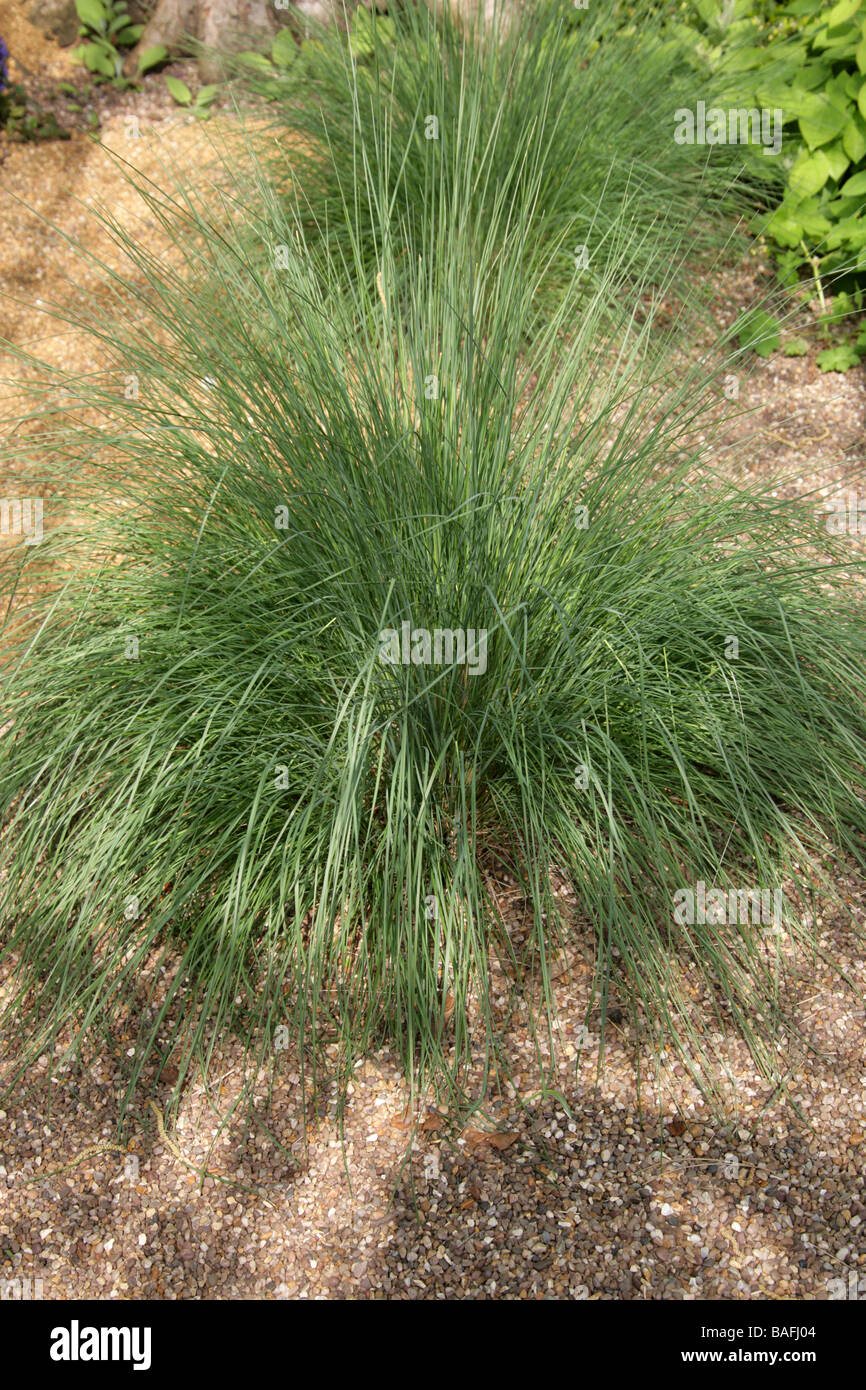 Large or Common Tussock Grass, Poa labillardieri, Poaceae, Australia Stock Photo