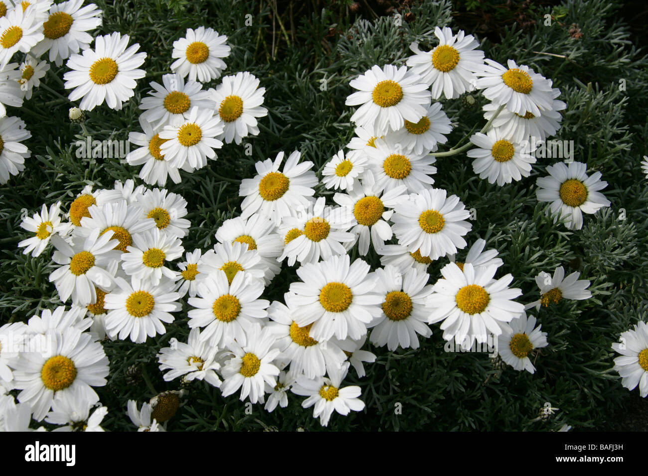 Moroccan Daisy, Rhodanthemum hosmariense, Asteraceae Stock Photo