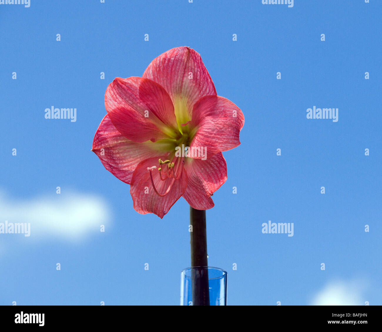 Milady Amaryrillis in the Florida Spring sky Also known as Belladonna Lily and Barbados Lily Amaryllidaceae hippeastrum Stock Photo