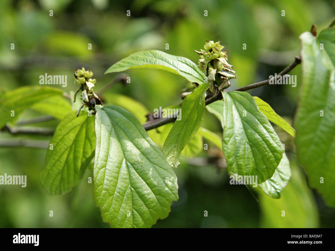Persian Ironwood Tree, Parrotia persica, Hamamelidaceae, Iran and Caucasus Stock Photo