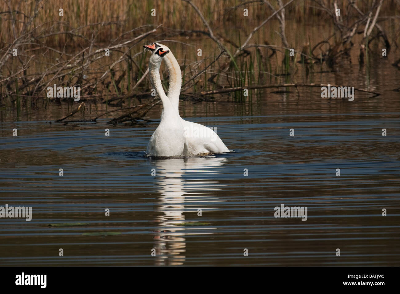 A pair of mute swans demonstrating their mating ritual Stock Photo Alamy